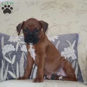 Dodge, Boxer Puppy